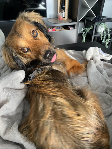 Connys Hundepension
