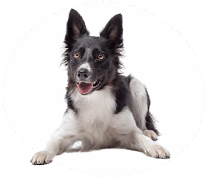 Hundepraxis Nootz Hamburg