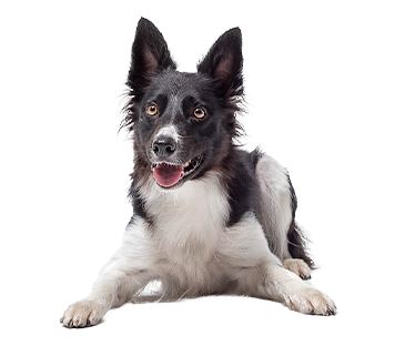Hundepraxis Nootz Hamburg