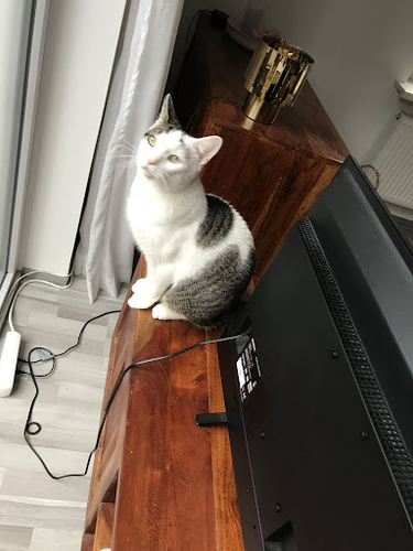 Ihre Mobile Katzenbetreuung Hamburg Christiana Kühn