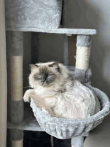 Katzenpension Lena