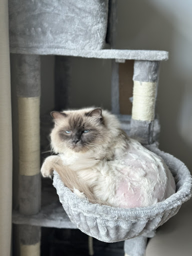 Katzenpension Lena