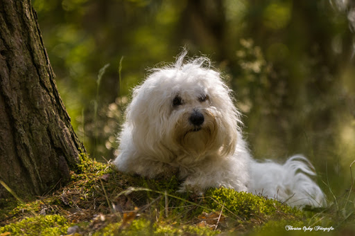 Thorsten Ophey Fotografie